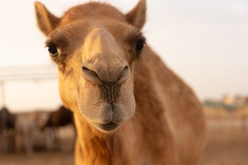 Nahaufnahme eines Kamels