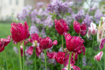 Obraz na płótnie Canvas Ogrodowe czerwone tulipanyt