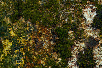Moss on aged concrete wall