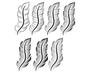 Collection of feather illustration, drawing, engraving, ink line art