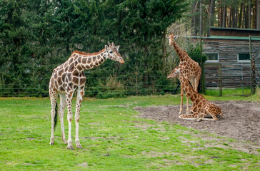 Giraffes grazing on the green grass on the background of the forest