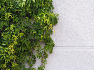 Green climbing plants on a white plastered wall