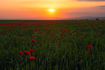 Field with blooming red poppies at sunset time