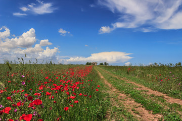 Landscape with farmhouse and country road through field end poppies. Green and flowery countryside crossed by a path that goes away. 