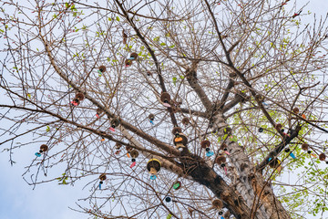 世界遺産麗江の風景