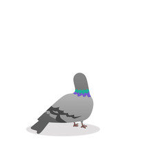 pigeon looking back