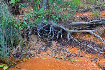 Old tree root and lake. The roots ofa tree on the shore of a lake. A truly ecological piece of nature.