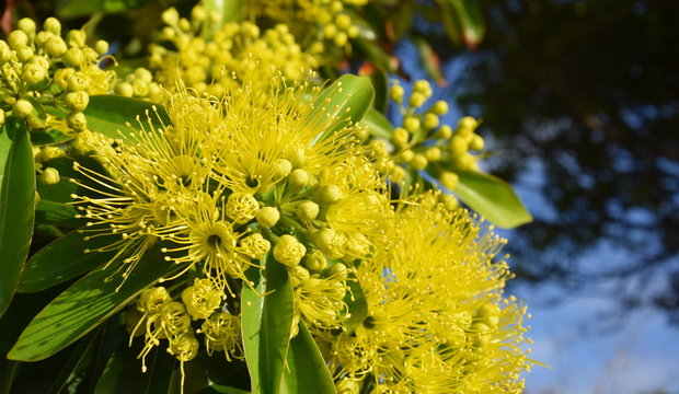 Beautiful fluffy eucalyptus flowers on a close-up branch. Yellow flowers of the gumtree Angophora hispida.