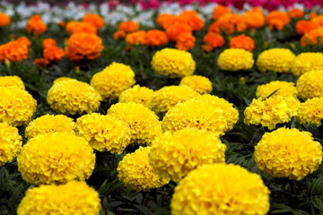 Flowers of different colors in a large flowerbed
