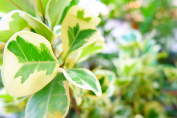 green leaves of a tree