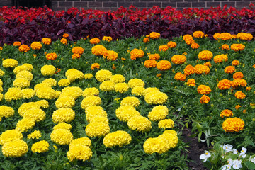 Flowers of different colors in a large flowerbed