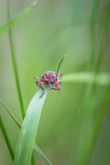 Naklejka premium Longhorn beetle on green leaf