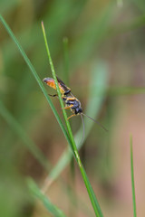 Orange and yellow insect in the grass