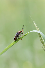 Fototapeta na wymiar Black and red beetle sitting on leaf