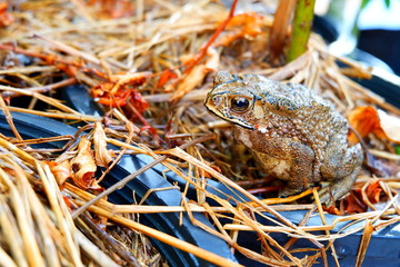 toad