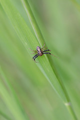 Naklejka premium Common crab spider with face on his back
