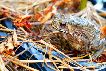 toad close-up