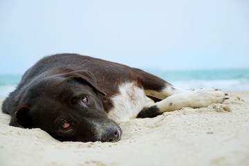 Relaxed dog, Black mixed white dog looking at camera on the sand beach with sea and blue sky as a background in the morning at Rayong in Thailand, Space for text in template