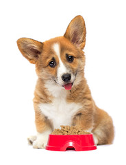puppy and bowl of dry food, welsh corgi breed