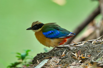Blue-Winged Pitta.A colourful bird,