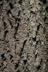 Grey bark of an old tree / vertical