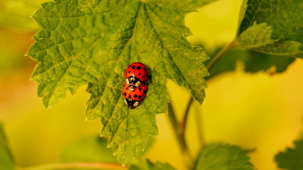 Love Ladybug
