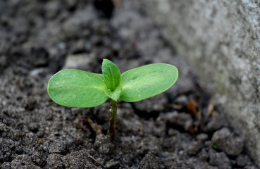  Sprouted sunflower seeds. Green sprouts of sunflower.