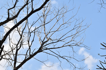 branches of dry trees and sky blue background