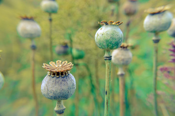 Capsules of poppy in summer field in Ukraine