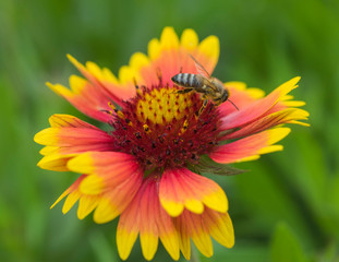 Honey bee collecting pollen on a yellow and red firewheel flower