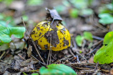 One wild edible yellow mushroom in the forest closeup
