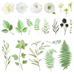 Vector illustration set of green leaves and flowers isolated on white background. Watercolor summer and spring plant collection. Botanical elements for wedding, cards, banners