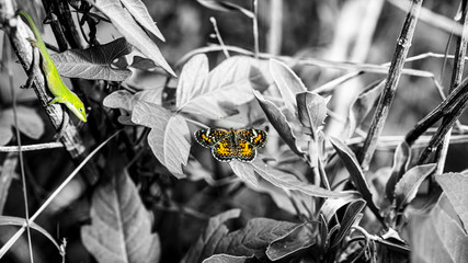 Lizard Hunts Butterfly