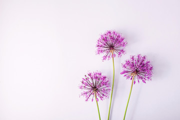 Spring flowers on a gray background - creative picture with space for text