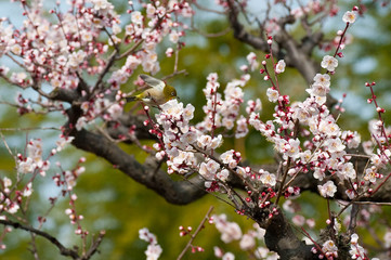万博公園の梅林で咲いている梅