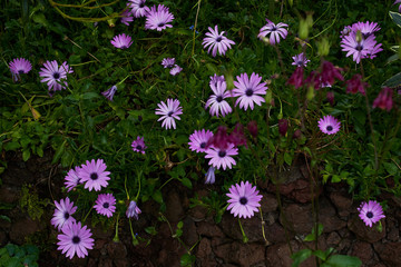 Beautiful purple flowers on a green field and dark stamina