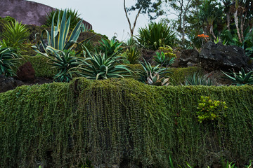 Big green exotic plants in botanical garden