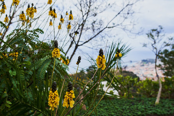 Yellow flowers and green grass with clouds as background