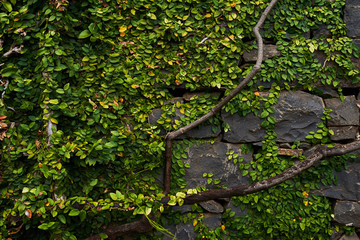 Green leaves texture on stone background