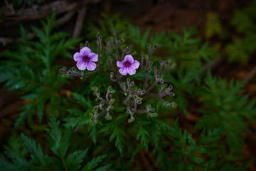 closeup of two purple flowers on green leaves background