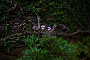 two purple flowers on green leaves background