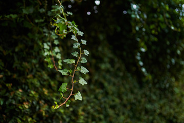 Closeup of green leaf hanging with green background
