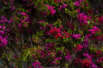 Red flowers with green leaves