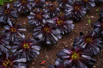 Dark colour flowers on ground