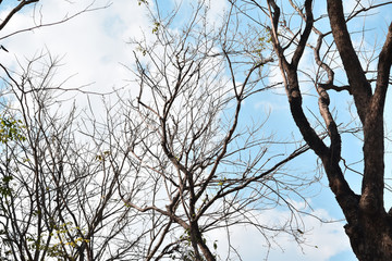 branches of dry trees and sky blue background