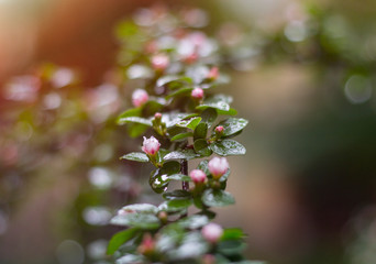 Brench with tiny pink flowers with glare