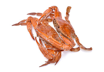 Cooked Crab Isolated on white background