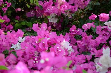 pink flowers in the garden