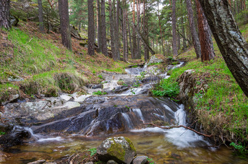 Naklejka na ściany i meble River stream flowing through the forest