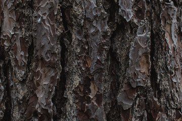 Texture bark of a tree